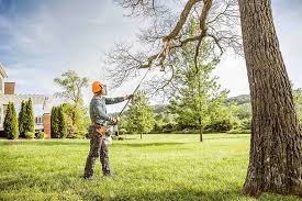 Best Tree Removal  in Beach Haven, NJ