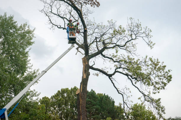 Best Fruit Tree Pruning  in Beach Haven, NJ