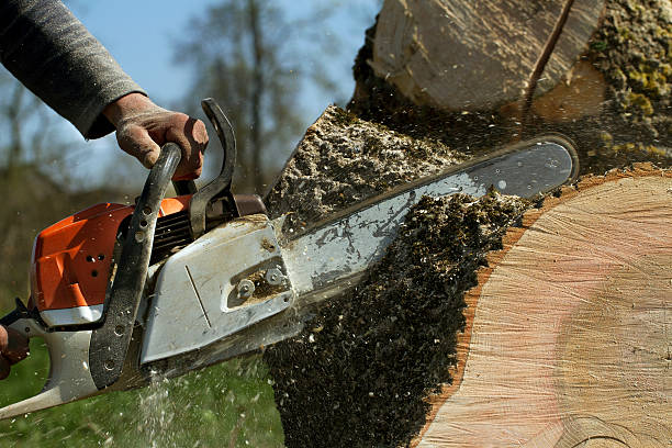 How Our Tree Care Process Works  in  Beach Haven, NJ