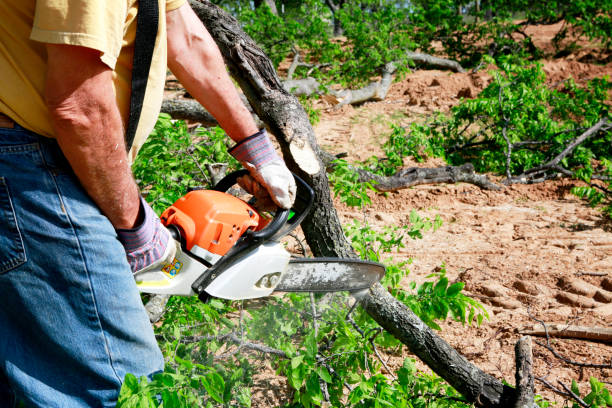 Trusted Beach Haven, NJ Tree Care  Experts